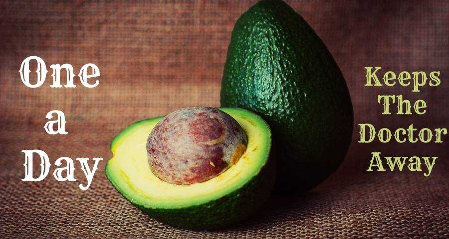 Avocado A Great Fruit To Help With Weight Loss